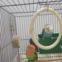 کوتوله بریزیلی