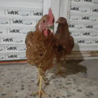مرغ و خروس جوان