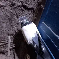 گرفتنی|پرنده|اندیمشک, |دیوار