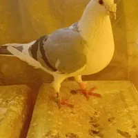 کبوتر|پرنده|مرودشت, زنگی آباد|دیوار