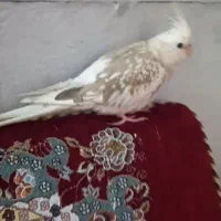 عروس هلندی ایزابلا