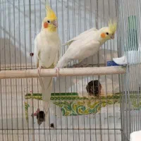 طوطی عروس هلندی مولد جفت خورده درحال تخم گذاری|پرنده|سنندج, |دیوار