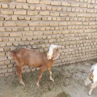 بزغاله