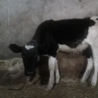 گوساله ماده|حیوانات مزرعه|ایجرود, |دیوار