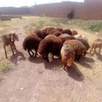 چهار راس بره نر کمر خالی 35