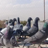 سبزوکوهی ونکی پلاکی|پرنده|شیراز, شیخ علی چوپان|دیوار