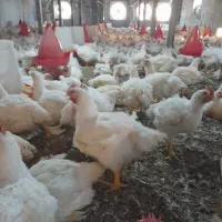 کارگر ماهر مرغداری گوشتی