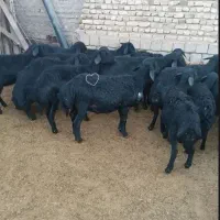 قوچ قره قزل اصل موفر|حیوانات مزرعه|خرمدره, |دیوار