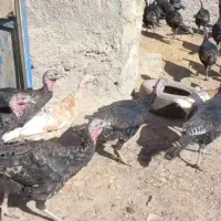 بوقلمون ماده محلی