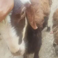 گوسفند