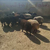 ۲۰ راس بره نر بومی دورگ|حیوانات مزرعه|سلفچگان, |دیوار