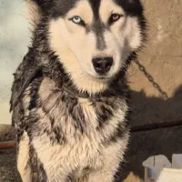 سگ هاسکی نر واگذار می‌شود