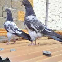 کبوتر یک جفت جوجه تیدی رشت|پرنده|رشت, خرسندی|دیوار