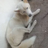 فروش سگ هاسکی