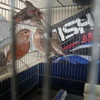 جوجه سینه سرخ قناری