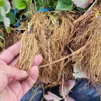 ریشه لخت توتفرنگی