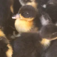 جوجه اردک اسرائیلی