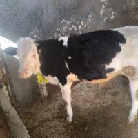 یک راس گوساله سیمینتال حدود۲۲۰کیلونر|حیوانات مزرعه|قیدار, |دیوار