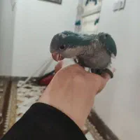 راهب سرلاکی