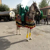 اسب مادیون عرب یک سر|اسب و تجهیزات اسب‌سواری|ورامین, ورامین|دیوار