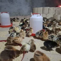 جوجه چهار روزه اصلاح نژاد تخمگذار محلی واکسن خورده