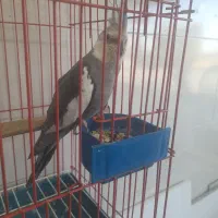 مرغ عشق|پرنده|مبارکه, |دیوار