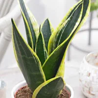 باغبانی سمپاشی هرس درختان کاشت گیاهان آپارتمانی|خدمات باغبانی و درختکاری|تهران, الهیه|دیوار