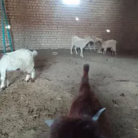 بزغاله ماده آبستن سانن|حیوانات مزرعه|لاران, |دیوار