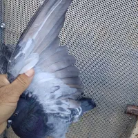 پرنده|پرنده|کارزان, |دیوار