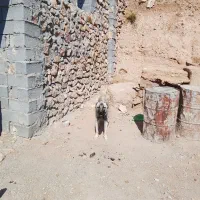 جنسیت نر