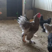 فروش تخم نطفه دار برهما