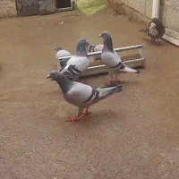 کبوتر دوبر مسافتی ۱۲عدد