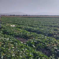 کار