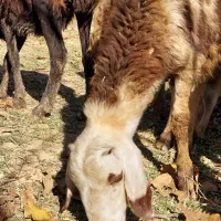 بره ماده و بره قوچ|حیوانات مزرعه|بروجرد, |دیوار