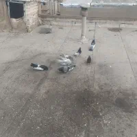کبوتر ابلغ