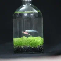 سبزه عید  با ماهی