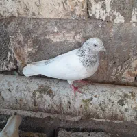 کفتر