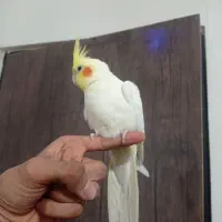 عروس هلندی نر فوری|پرنده|قائن, |دیوار