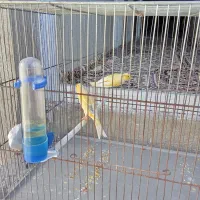 سلام عشق بازان قناری|پرنده|ایلام, |دیوار