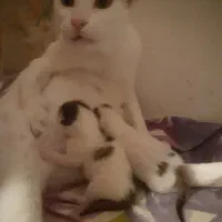 واگذاری سرپرستی گربه