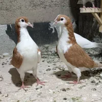 کبوتر گرفتنی دونه180