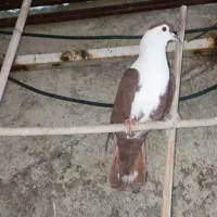 چندتا پرنده خوشگل افغانی