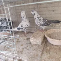 کفتر پرشی نر ماده تضمینی