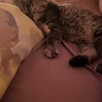 بچه گربه|گربه|قم, بنیاد|دیوار