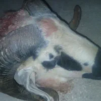 پاچه گوسفندی