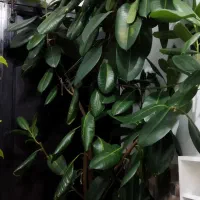 گل وگیاه|گل و گیاه طبیعی|سیلوانه, |دیوار