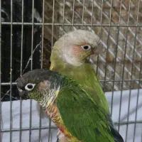 طوطی گرینچیک مولد و قفس ۴خان|پرنده|ری, سیزده آبان|دیوار