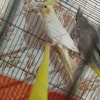 عروس هلندی زیر قیمت