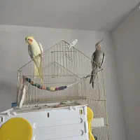 عروس هلندی