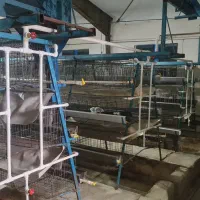 فروش لوازم مرغداری|ماشینآلات صنعتی|تفت, |دیوار
